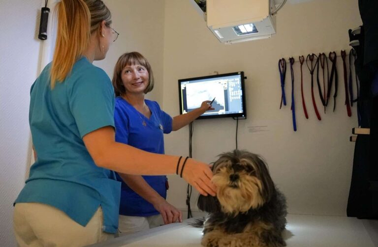 Akutdyrlæge i København