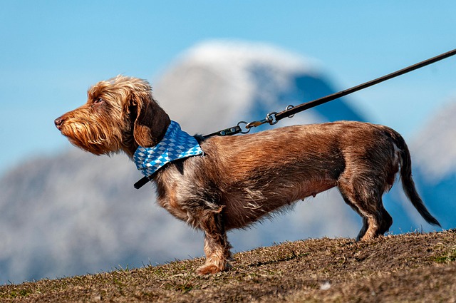 Derfor vælger dyreejere formula swiss cbd olie til deres hunde